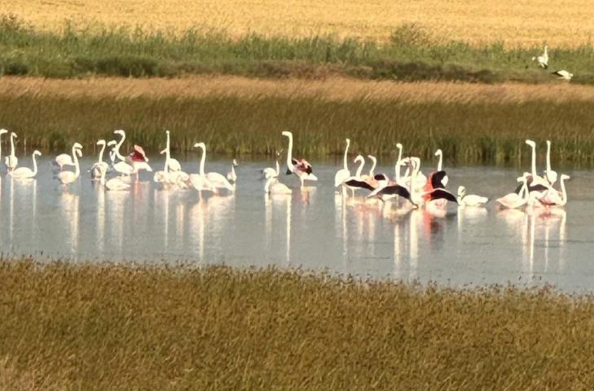 O ilde ilk kez flamingo görüldü! 