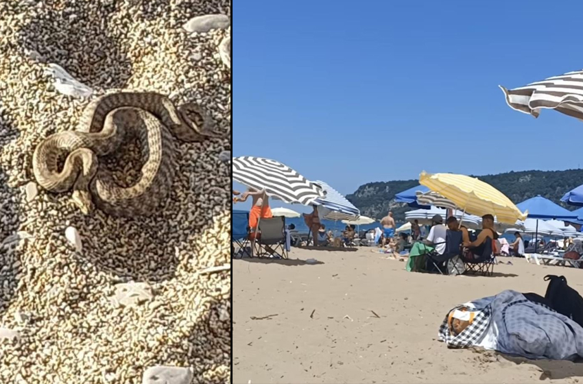 Filyos'ta sahilde yılan paniği! Kumların arasından çıktı