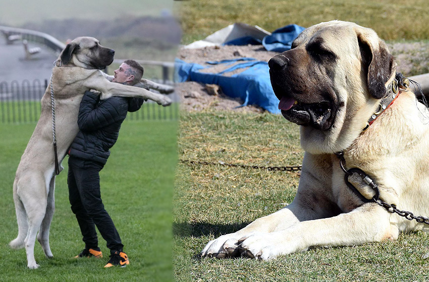 Birleşik Krallık’taki en büyük köpek Türk Malaklısı