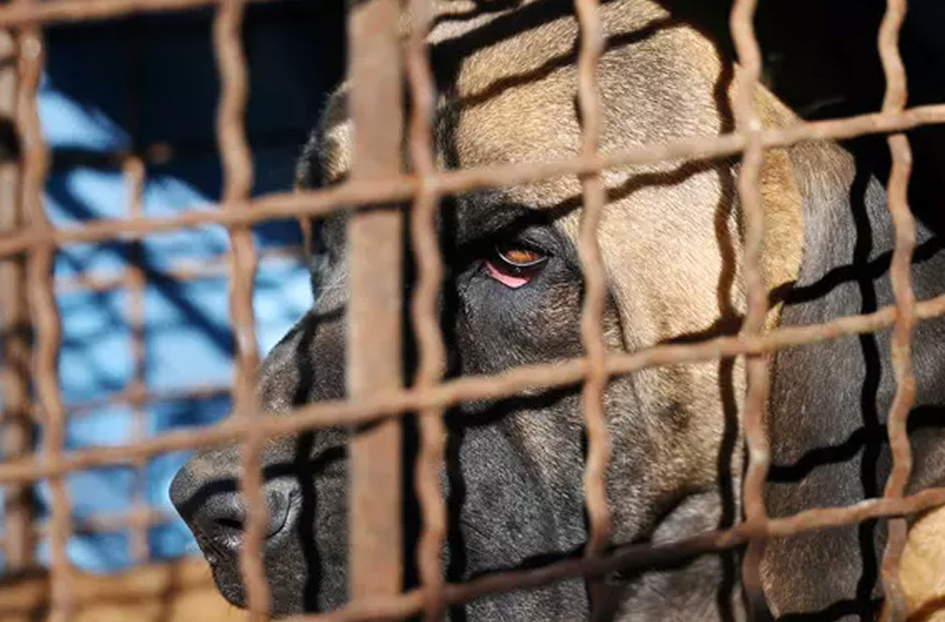 Güney Kore’de köpek eti tartışması!