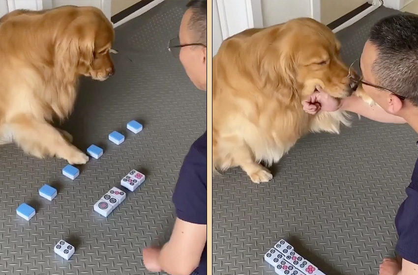 Köpeğin zekası herkesi şaşırttı! Hiç takılmadan buldu!