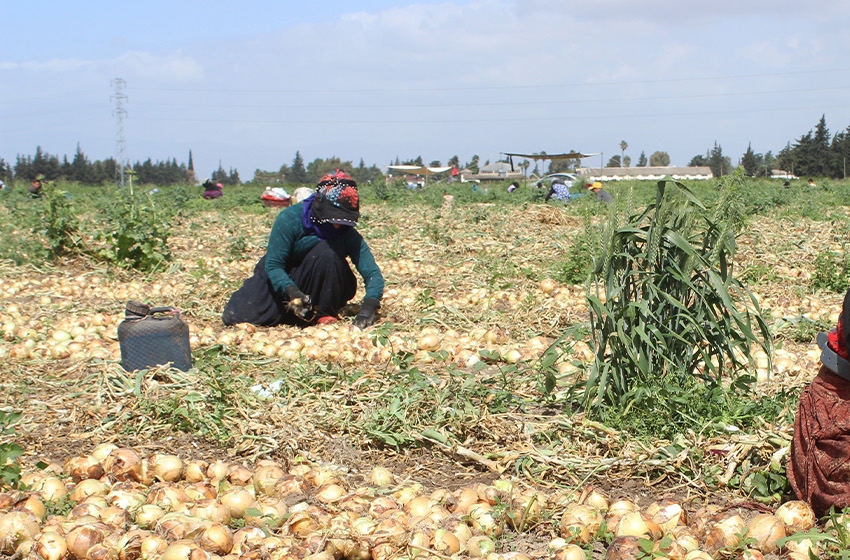 Soğan tarlada 17 TL’den alıcı buluyor