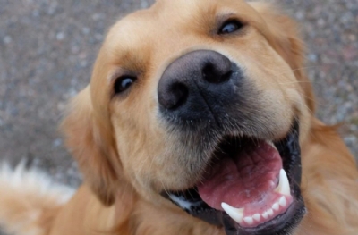Köpeğinizin kilo kaybını dikkate alın