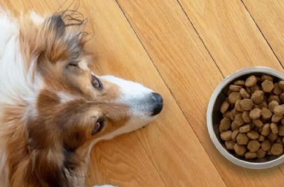 Köpeğinizin iştahına dikkat edin!