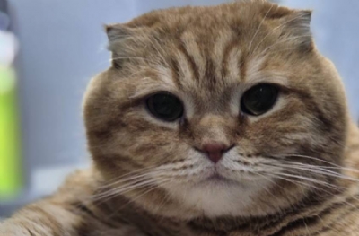 Kediler her şeyi niye devirmeyi sever?