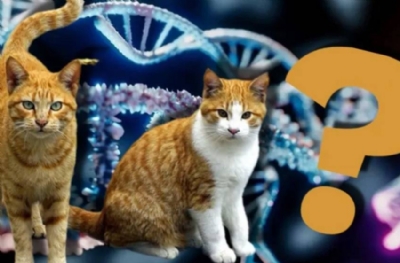 Doktorlar şaşkın! Sevimlilikleri yetmedi, kediler kanser çalışmalarında da öne çıktı