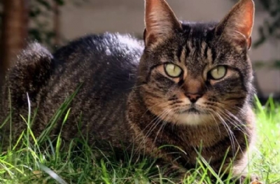 Mucize: Kayıp kedi Mozart 2009'da kayboldu, 2026'da bulundu!